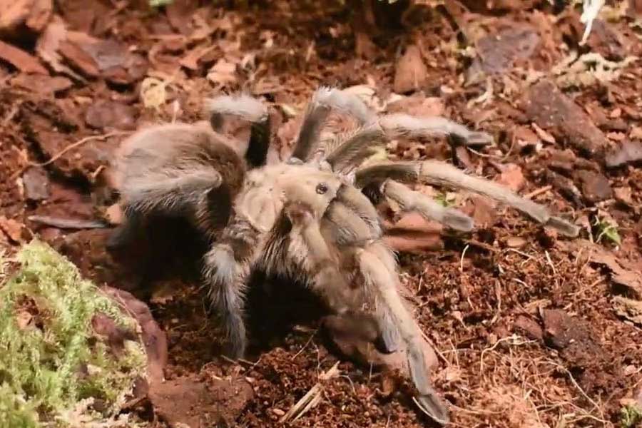 Tarantulas love story hundreds of male spiders in search of mates in Colorado USA 