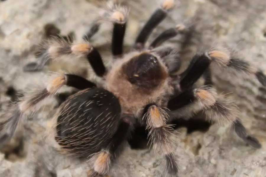 Tarantulas love story hundreds of male spiders in search of mates in Colorado USA 