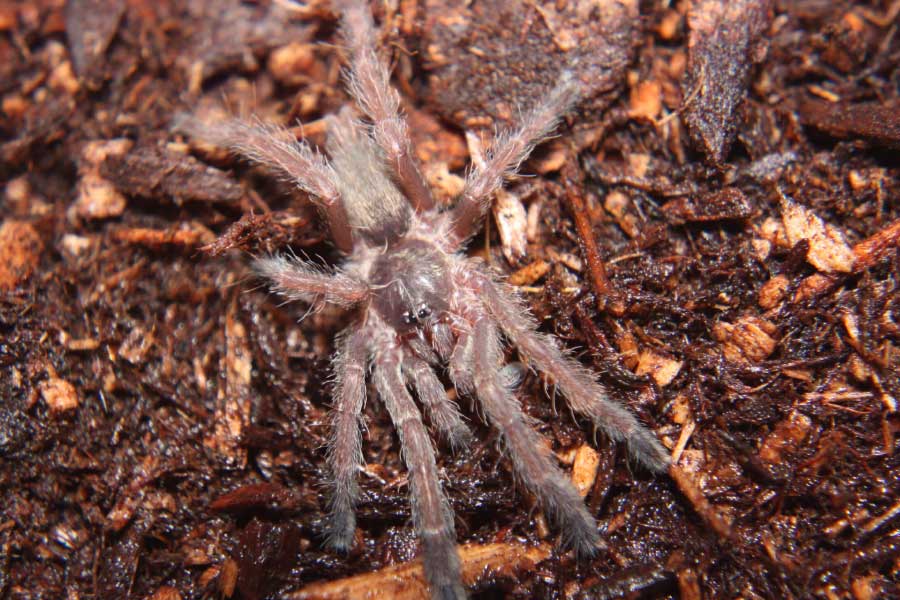Tarantulas love story hundreds of male spiders in search of mates in Colorado USA 