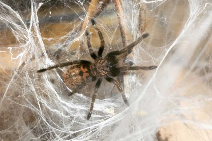 Tarantulas love story hundreds of male spiders in search of mates in Colorado USA 
