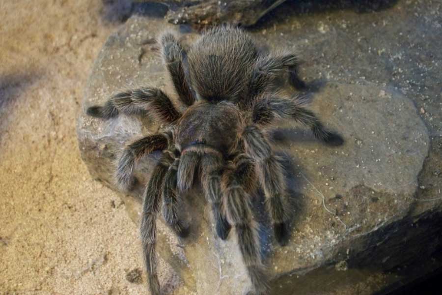 Tarantulas love story hundreds of male spiders in search of mates in Colorado USA 