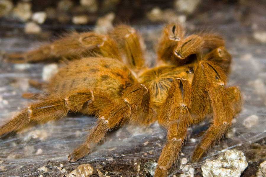Tarantulas love story hundreds of male spiders in search of mates in Colorado USA 