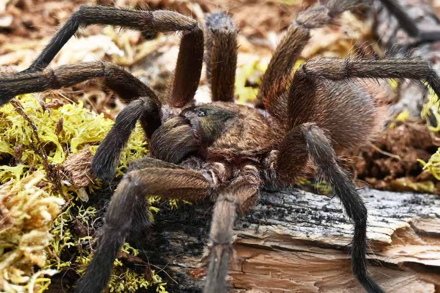 Tarantulas love story hundreds of male spiders in search of mates in Colorado USA 