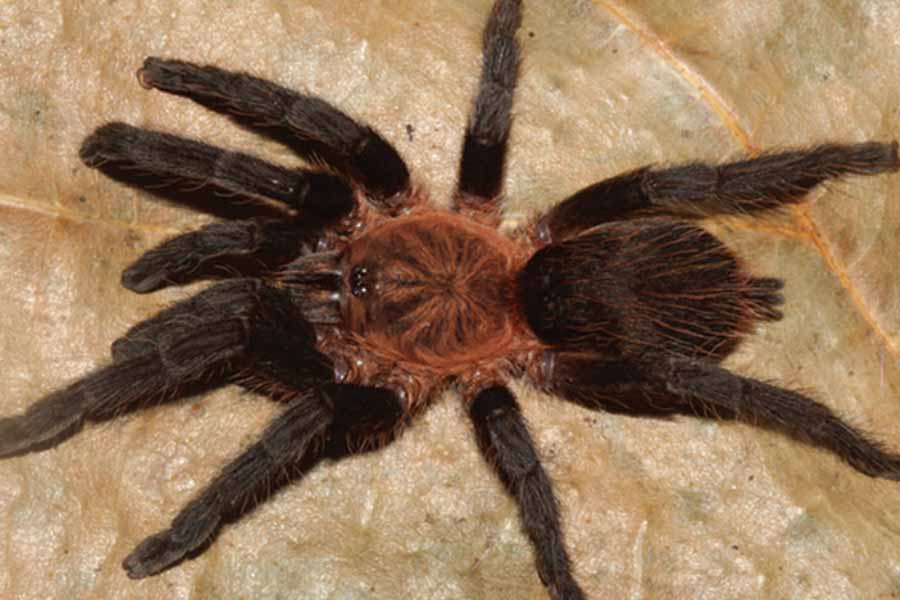 Tarantulas love story hundreds of male spiders in search of mates in Colorado USA 