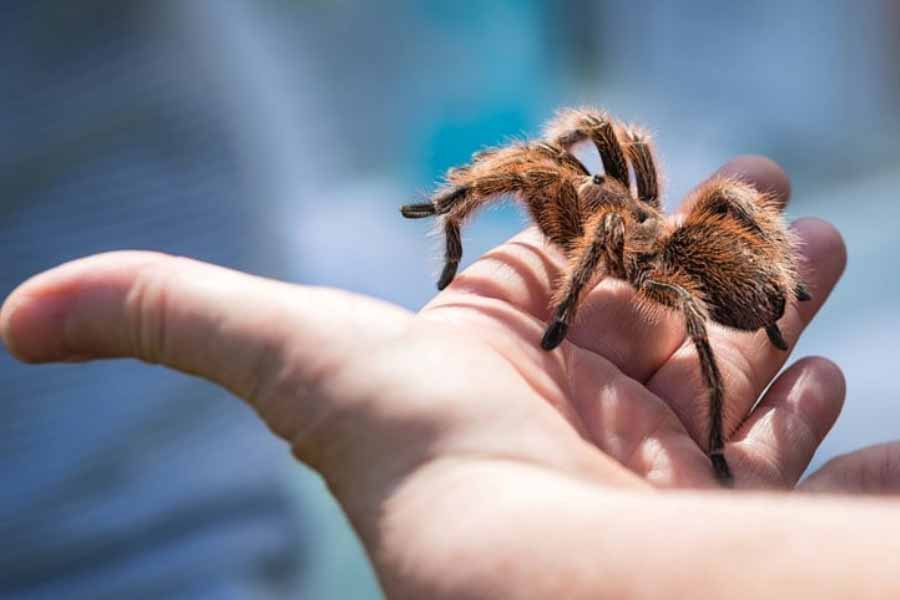 Tarantulas love story hundreds of male spiders in search of mates in Colorado USA 