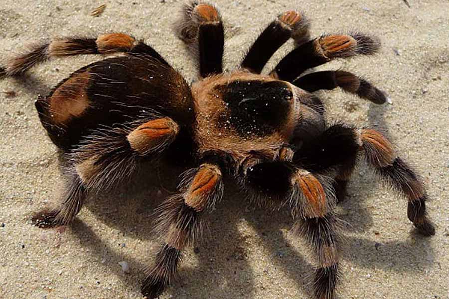 Tarantulas love story hundreds of male spiders in search of mates in Colorado USA 