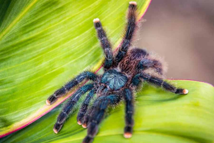 Tarantulas love story hundreds of male spiders in search of mates in Colorado USA 
