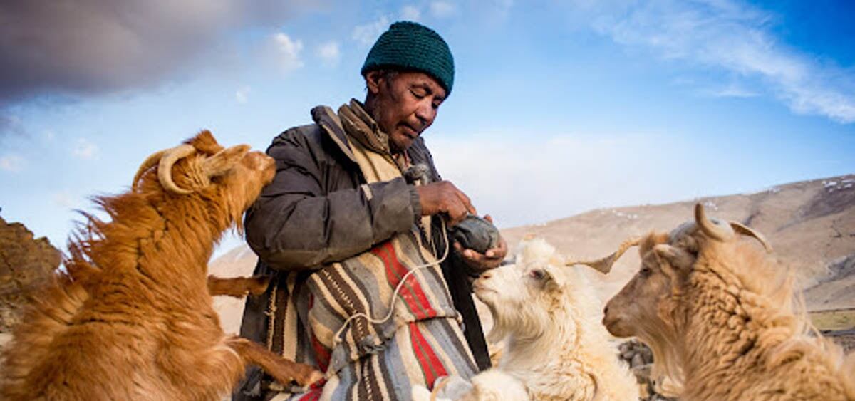 কেন এমন মরুভূমির মাঝে, জনহীন প্রান্তরে জীবনে এখনও নিজেদের আটকে রেখেছেন চাংপারা? এক সময় লাদাখ থেকে তিব্বতের লাসা যাওয়ার পথ ছিল। হয়তো খুঁজে দেখলে এখনও সে পথের অস্তিত্ব পাওয়া সম্ভব। সে পথেই বর্তমান চাংপাদের পূর্বজরা যাতায়াত করতেন। ঘুরে বেড়াতেন ভেঁড়া নিয়ে। তেমনই এক গোষ্ঠী থেকে যান এই চাংথাং এলাকায়। তার পরে সিন্ধুনদে অনেক জল বয়ে গিয়েছে। সীমান্তে বসেছে কাঁটাতার। দু’পাশে জমা হয়েছেন দু’দেশের সেনা। ইচ্ছে থাকলেও এ দেশের চাংপারা আর ঘুরতে যেতেও পারেননি পূর্বজদের পথগুলি ধরে।