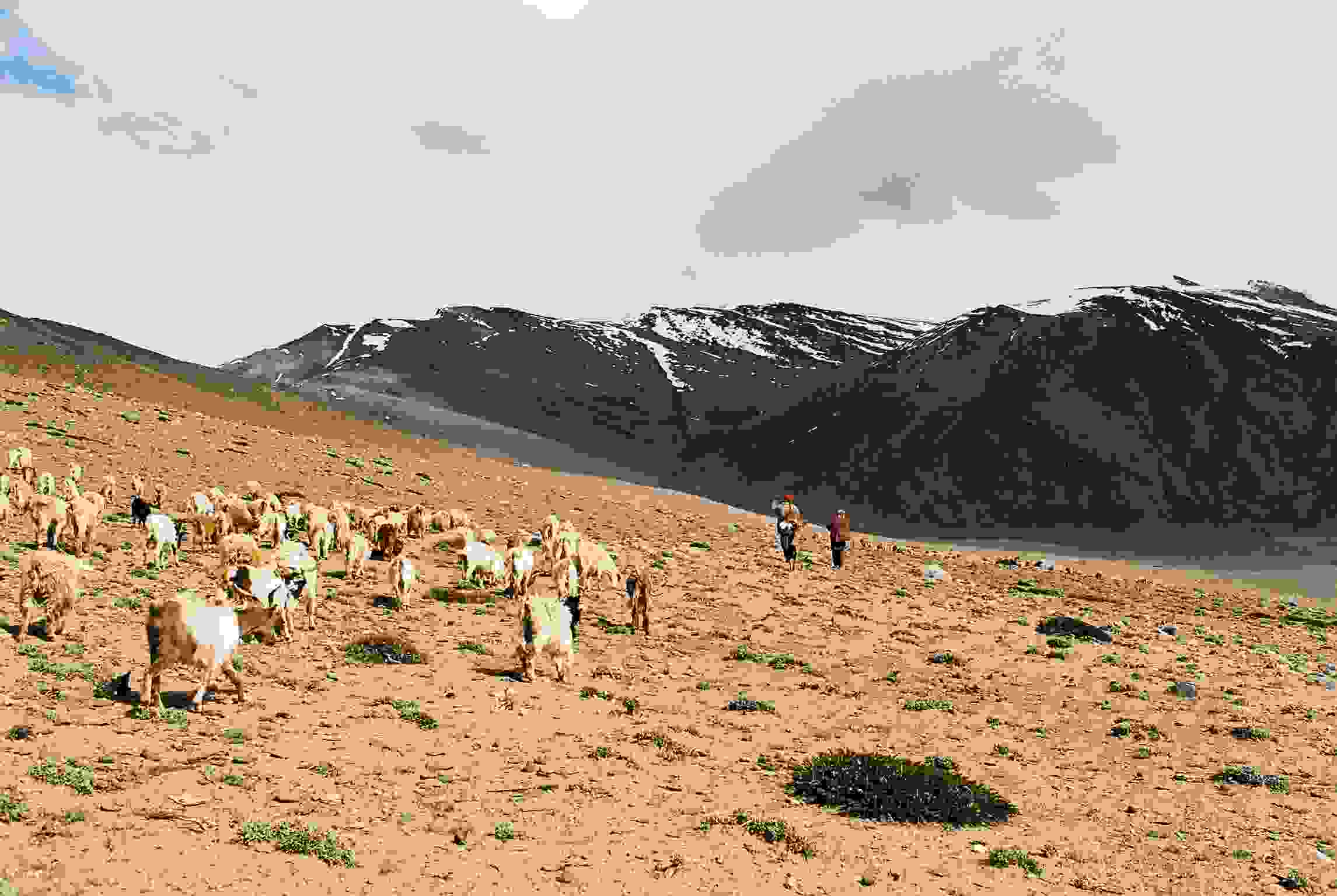  রাতে রেবো-র মধ্যে ঢোকার পালা। চমরী গাইয়ের পশমে বানানো তাঁবুর স্থানীয় নাম রেবো। ভিতরে ঢুকতে ঢুকতে একবার আকাশের দিকে তাকাতে পারেন। শেষ কবে এমন আকাশ দেখেছেন, মনে করতে পারবেন না। ভাগ্য ভাল থাকলে স্পষ্ট দেখতে পাবেন আকাশগঙ্গা। আর তা দেখেই বুঝতে পারবেন, কেন আকাশের নীচে, ঠান্ডা বালির উপর তাঁবু ফেলে আজও জীবন কাটিয়ে চলেছেন চাংপারা। 