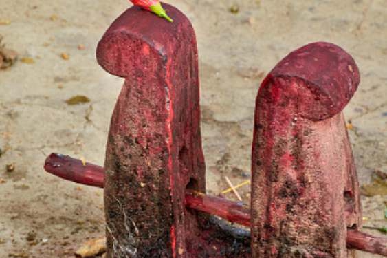 অষ্টমীর রাতে মন্দিরে পাতকুয়োর সামনে পাঁঠা বলি দেওয়া হয়। নবমীর অন্নভোগের আগে বলির মাংস নতুন মাটির হাড়িতে সেদ্ধ করে রাখা হয়। অষ্টমী পুজোর পর গভীর রাতে জঙ্গলের ভেতরে বলির আয়োজন করা হয়। তিথি-নক্ষত্র মেনেই বলি দেওয়া হয়। সেখানে বাইরের কারও প্রবেশাধিকার থাকে না।