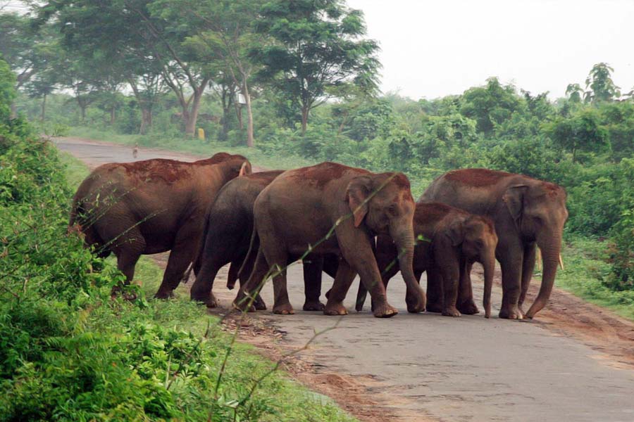 চন্দ্রকা-ডাম্পারা ওয়াইল্ডলাইফ স্যাঙ্কচুয়ারি।