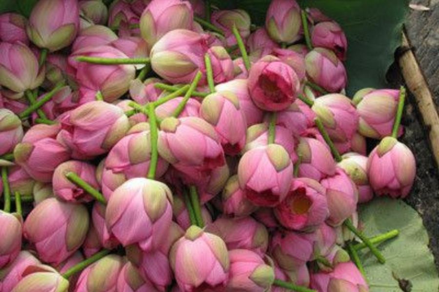 পদ্ম ফুল: পদ্ম ফুল ছাড়াও দুর্গাপুজো অসম্পূর্ণ। নবমীর দিন মায়ের কাছে ১০৮টি পদ্ম অর্পণ করতে হয়।  তা ছাড়াও দেবীর কাছে পদ্ম ফুল অর্পণ করা হলে আপনার মনস্কামনাও পূরণ হয়।