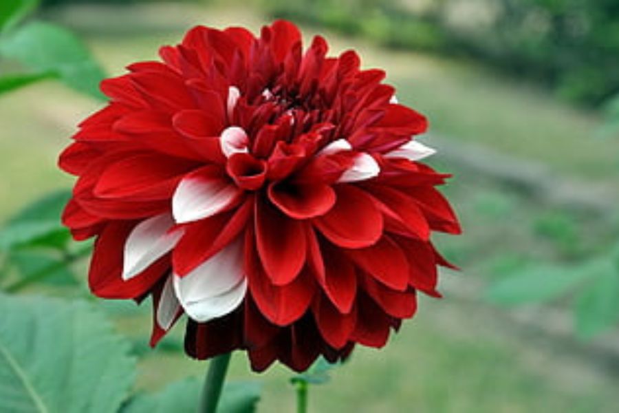 ডালিয়া: মাতৃবন্দনার জন্য এটিও একটি প্রয়োজনীয় ফুলের তালিকাতে পড়ে। মনস্কামনা পূরণ করতে মায়ের চরণে অবশ্যই ডালিয়া ফুল অর্পণ করুন। 