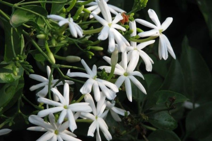 জুঁই ফুল: বিশ্বাস করা হয় মায়ের চরণে জুঁই ফুল অর্পণ করলে সমস্ত মনস্কামনা পূরণ হয়। 