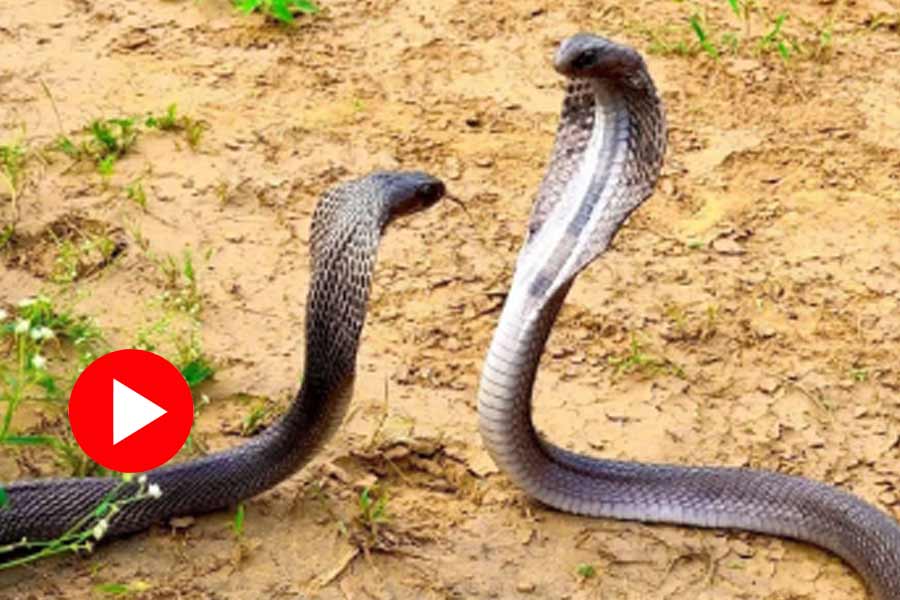 Video of two cobra fighting with each other