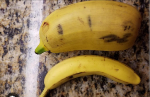 মোটেই সহজলভ্য নয় এই কলা। ক্রমশ হারিয়েও যেতে বসেছে বলা যায়। কলার জাতের মধ্যে একে ‘সেরা’ বললে কেউ বিশেষ আপত্তি করবেন না।  তার কারণ যেমন বিশাল সাইজ, তেমনই হল এ স্বাদ। নরম, ক্রিমের মতো শাঁসে ভর্তি এই কলা। মজার কথা হল, এই কলা একই সঙ্গে রান্না করেও খাওয়া যায়, আবার কাঁচাও খাওয়া যায়। 