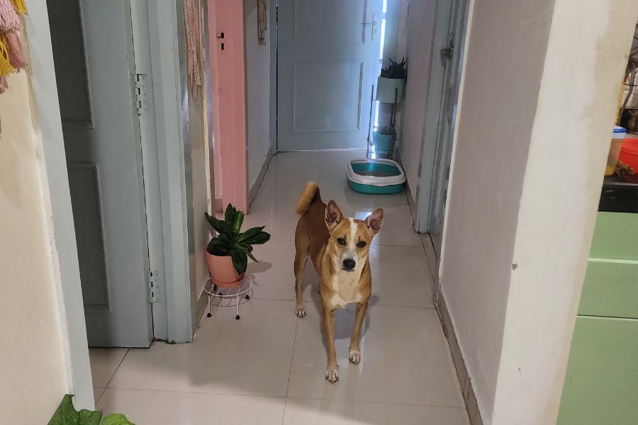 বাড়ির ভিতরে করিডরে খেলে বেড়ায় সারমেয়রা। গাছ ও সারমেয়দের যথার্থ মেলবন্ধনের ঠিকানা অভিনেত্রী শ্রীলেখা মিত্রের এই অন্দরমহল। 