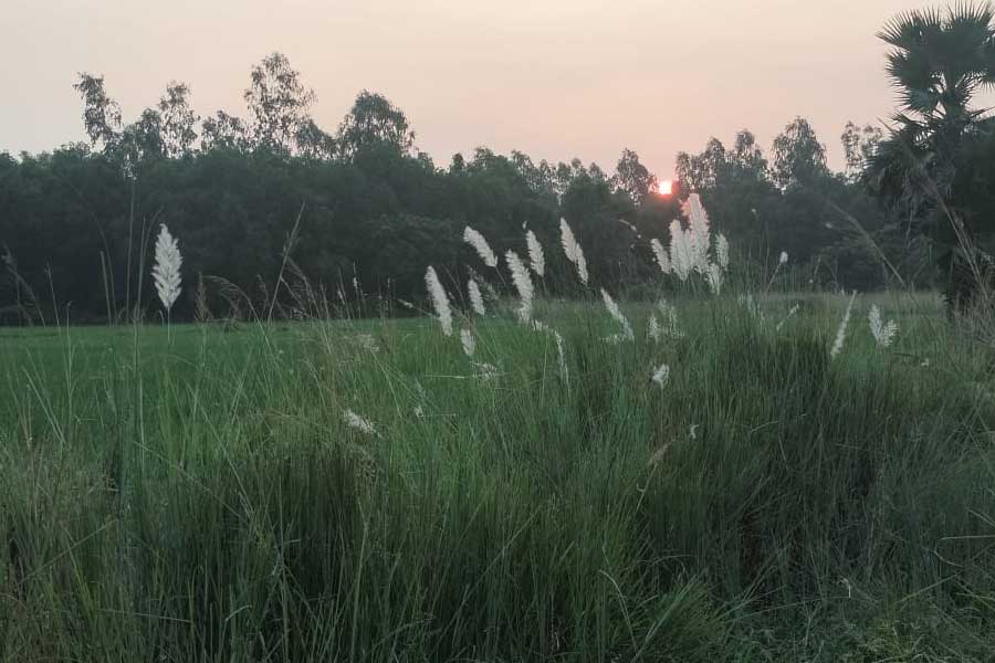 ওড়গ্রামের ‘চাতাল’ থেকে দেখা যায় কাশফুল।