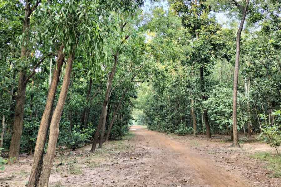 ওড়গ্রামের জঙ্গল।