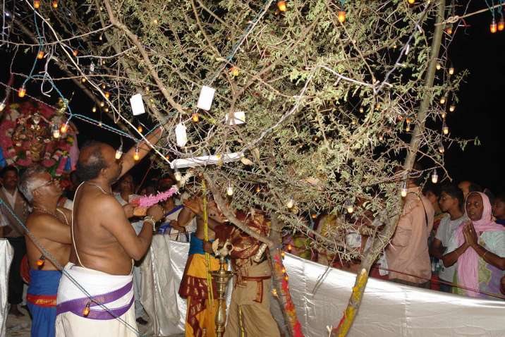 শমী গাছ, যা 'শিমল' নামেও পরিচিত, একটি পবিত্র গাছ হিসেবে বিবেচিত। এটি ভারতীয় সংস্কৃতির ক্ষেত্রে খুব গুরুত্বপূর্ণ। বিশেষ করে হিন্দু ধর্মে। এই গাছটি সাধারণত শুকনো ও অর্ধ-শুকনো অঞ্চলে জন্মায় এবং এর পরিচিতি রয়েছে শক্তিশালী এবং দীর্ঘস্থায়ী গাছ হিসেবে।