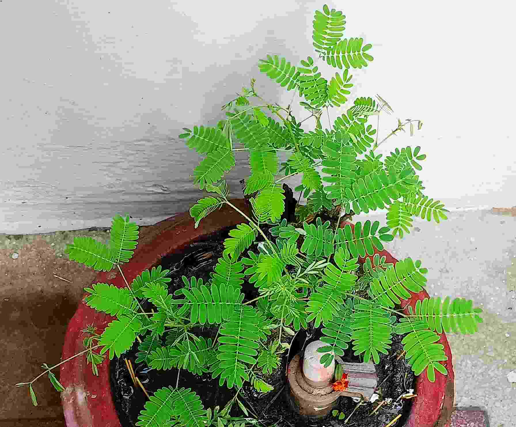 শমী গাছ হিন্দু সংস্কৃতিতে একটি গুরুত্বপূর্ণ স্থান অধিকার করে এবং শত্রুনাশ, ধনপ্রাপ্তি ও সমৃদ্ধির জন্য এটি বিশেষভাবে পূজিত হয়। এই গাছের প্রতি শ্রদ্ধা ও পূজা, আপনার জীবনে শুভ ও সমৃদ্ধি আনতে পারে।