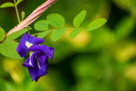 অপরাজিতা: অপরাজিতা গাছের ফুলকে সাধারণত দেবী কালী ও অন্যান্য দেবীর পুজোয় ব্যবহার করা হয়। এটি অমরত্ব ও শাশ্বত জীবনের প্রতীক হিসেবে বিবেচিত।