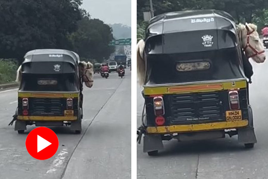 A small horse was seen carried in an auto rickshaw