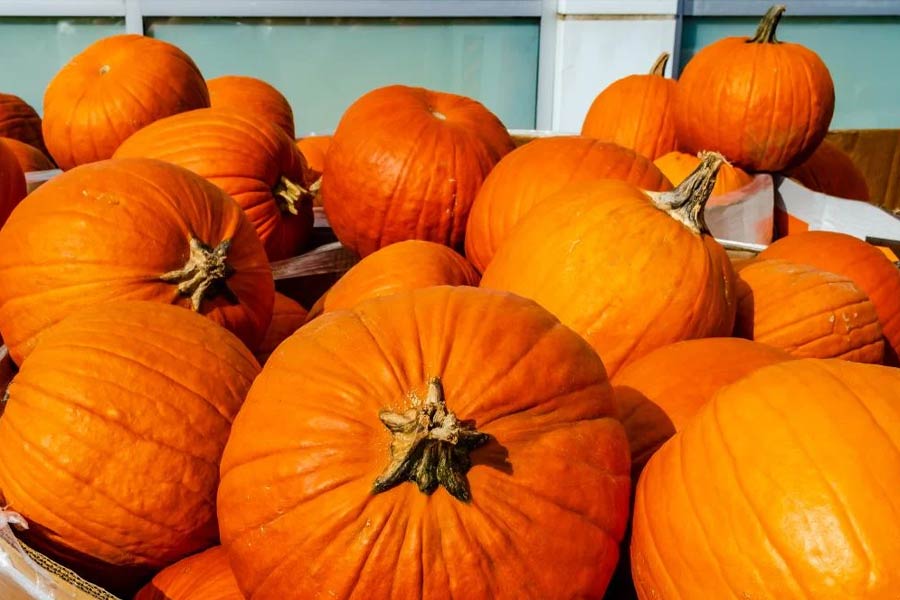 Man wins 1 crore lottery selling pumpkins from his garden