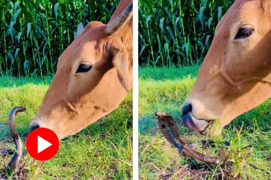 Video of cow showers love on cobra