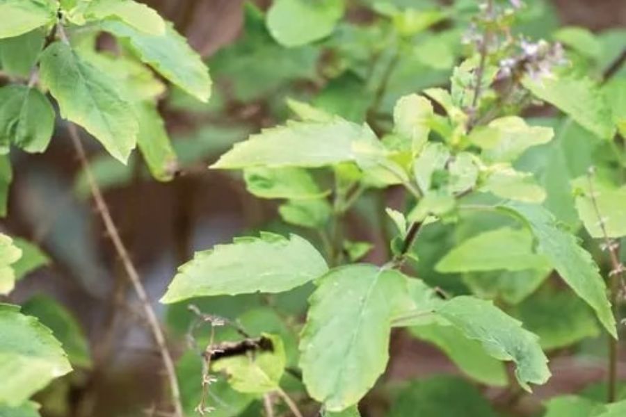 পুজো করার সময়ে মা লক্ষ্মীকে কখনওই তুলসী দেবেন না। এতে তিনি রুষ্ট হন। 