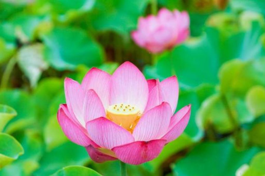 পুজো করার সময়ে সাদা ফুলও দেবীকে নিবেদন করা থেকে বিরত থাকবেন। রঙিন ফুল, যেমন জবা অথবা পদ্ম দেবেন। 