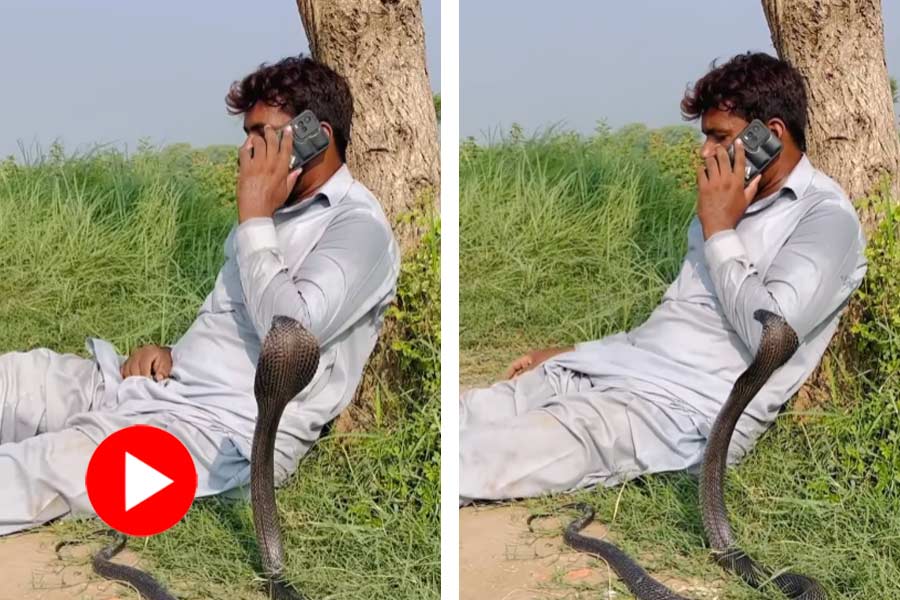 Video of man talking over phone when a cobra arrives, then this happened