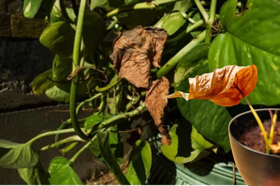 অনেকেই বাড়িতে মানিপ্ল্যান্ট রাখেন। বাড়িতে মানিপ্ল্যান্ট থাকলে তা পজিটিভ এনার্জি নিয়ে আসে বলে মনে করা হয়। কিন্তু কোনও কারণ ছাড়াই যদি মানিপ্ল্যান্টের পাতাগুলি আচমকা শুকিয়ে যেতে থাকে, তবে তা অত্যন্ত অশুভ ইঙ্গিত দেয়। এই ঘটনা ঘটলে বুঝবেন যে মা লক্ষ্মী রাগ করেছেন আপনার উপর। লক্ষ্মীর রোষে নিকট ভবিষ্যতে বড় আর্থিক ক্ষতির মুখে পড়তে হতে পারে আপনাকে। এর থেকে বাঁচতে নতুন মানিপ্ল্যান্ট লাগান ও মা লক্ষ্মীর পুজো করুন।