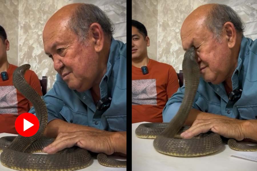 An old man staring into the eyes of a cobra snake