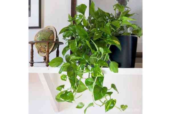 How to use fertilizer for money plant 