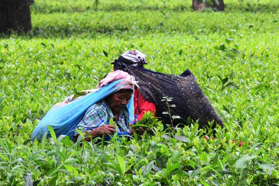 রোহিনী বাগানে চা পাতা তোলার ব্যস্ততা।