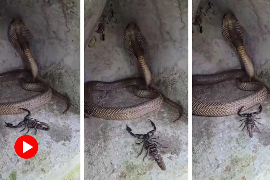 Video of a cobra and a scorpion  goes viral