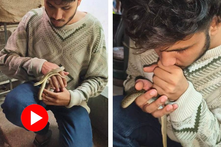 Man performed CPR, breathing directly into the snake’s mouth