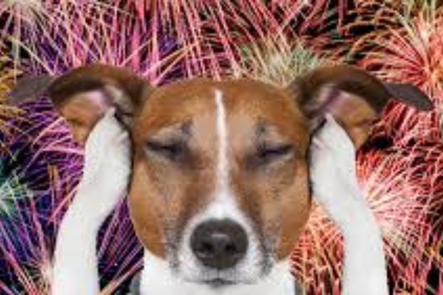 পোষ্যদের জন্যও শব্দবাজি খুব ক্ষতিকর। 