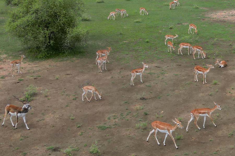 All need to know about code of conduct for apology and repentance in Bishnoi clan