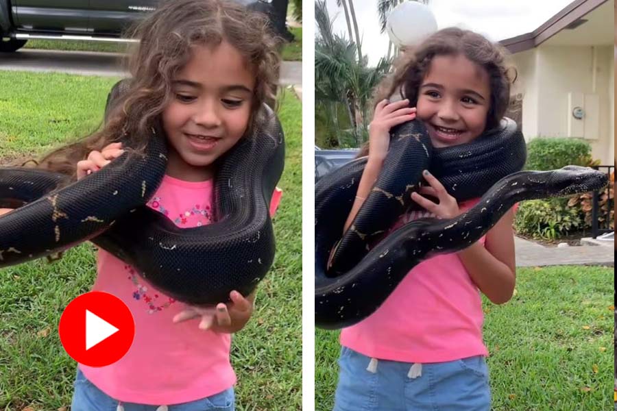 Viral video of little girl lifts massive black snake over her shoulders parents face backlash for dangerous stunt