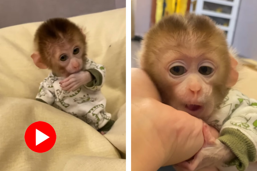 Video of cute baby monkey