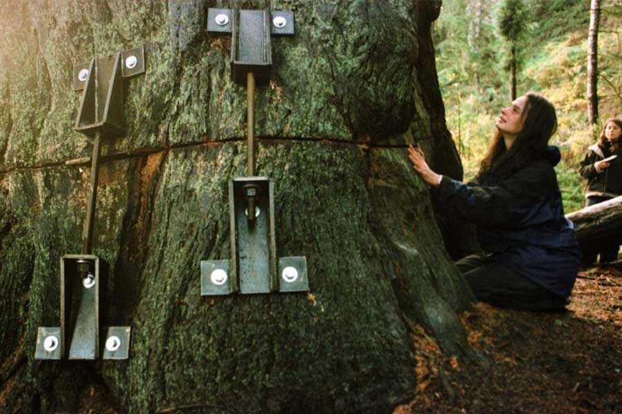 23 year old lady saved thousand years old ancient tree by living in it for 2 years in USA 