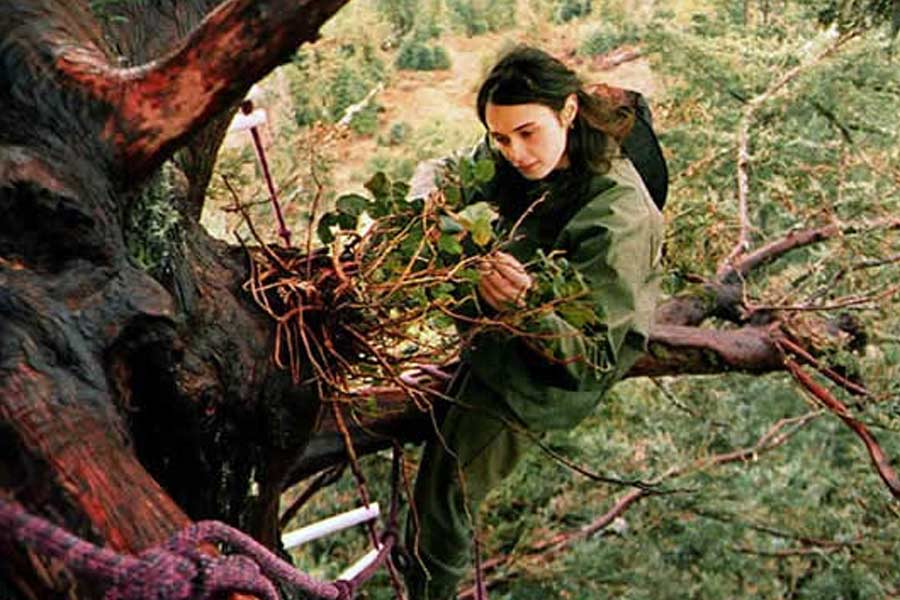 23 year old lady saved thousand years old ancient tree by living in it for 2 years in USA 