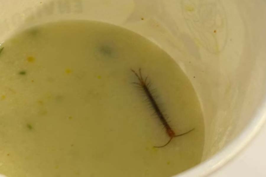 Centipede found in raita at VIP Railways lounge news went viral