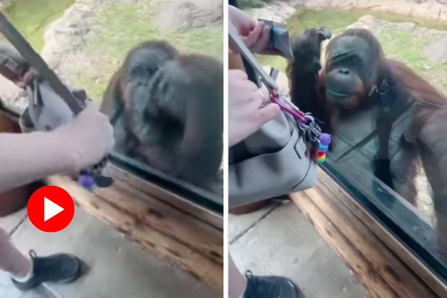 Orangutan wants to see what is inside of Woman’s bag in the zoo