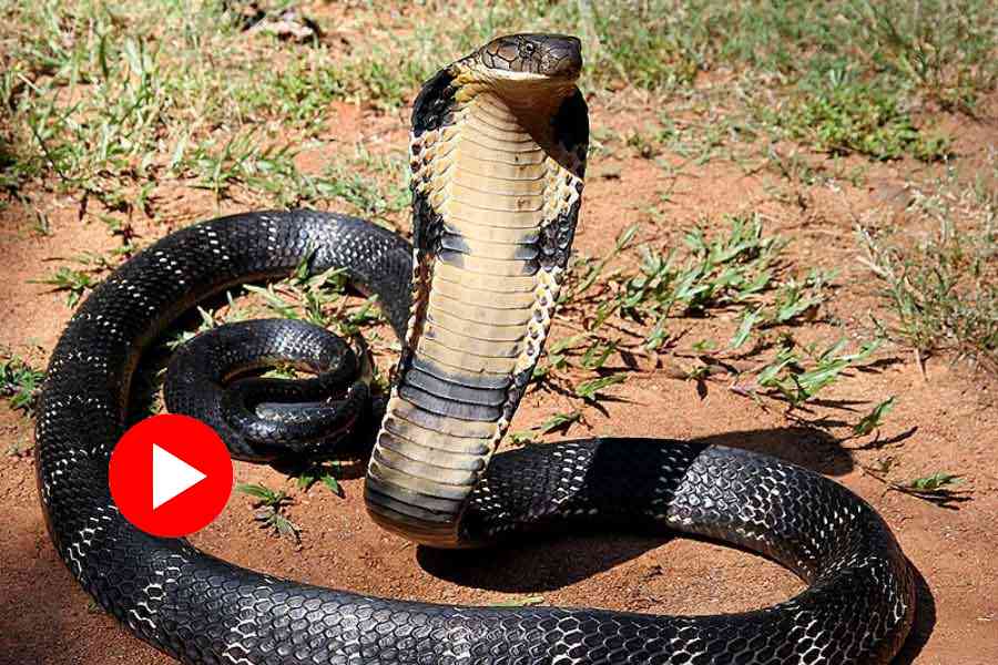 Video of King Cobra throws up three other snakes