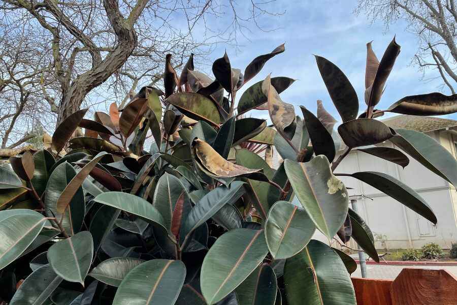  কী এই রাবার গাছ বা রাবার প্লান্ট?  রাবার গাছের বিজ্ঞানসম্মত নাম ফিকাস ইলাস্টিকা। চকচকে ডিম্বাকৃতি পাতার কারণে এই গাছ সহজেই দৃষ্টি আকর্ষণ করে। বাড়িতে থাকলে ঘরের পরিবেশ ঠান্ডা হয়। মনে আসে প্রশান্তি। বাস্তুবিদ আমন রস্তগীর মতে, রাবার গাছের পজিটিভ এনার্জি  বাড়ির ধন-সম্পদ বৃদ্ধিতে সাহায্য করে। তা ছাড়া, এর বেশ কিছু উপকারিতাও রয়েছে।  শরীরস্বাস্থ্য ভাল রাখে রাবার গাছ। রইল তার হদিশ– 