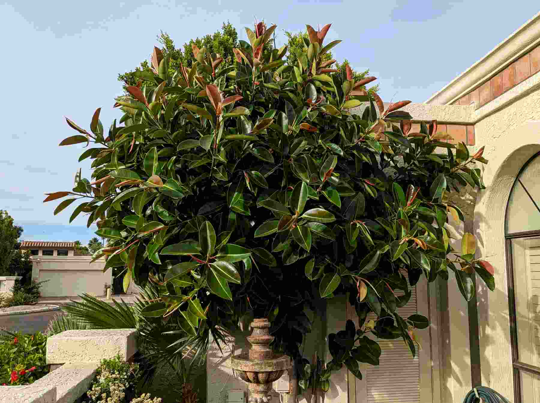 দূষণ কমায়– রাবার গাছ বাতাসে দূষণের মাত্রা কমায়। ফরমালডিহাইড  এবং কার্বন মনোক্সাইড শোষণ করে তা বাতাস পরিশুদ্ধ করে। 