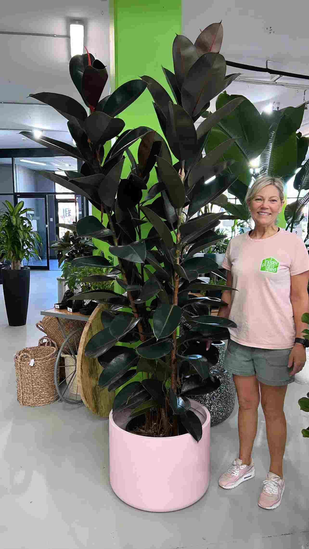 মানসিক চাপের উপশম- আমাদের দৈনন্দিন জীবনের উদ্বেগ কমাতে রাবার গাছের ব্যবহার গুরুত্বপূর্ণ। পরীক্ষায় প্রমাণিত, এই গাছ মনমেজাজ ও মানসিক স্বাস্থ্যের উপরে ইতিবাচক প্রভাব ফেলে। আশপাশে থাকলে মন ও শরীর শান্ত ও তরতাজা হয়। 